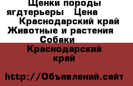 Щенки породы ягдтерьеры › Цена ­ 3 000 - Краснодарский край Животные и растения » Собаки   . Краснодарский край